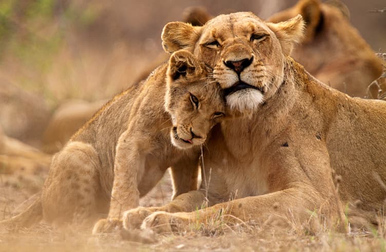 The Lion Park