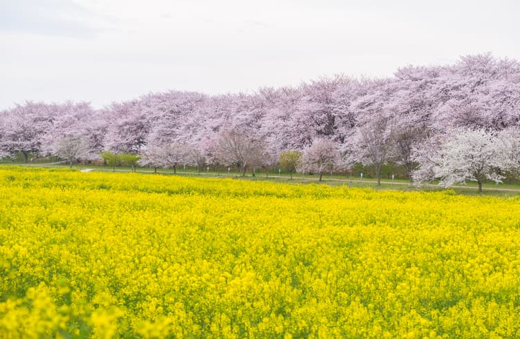 ซากุระเมืองไซตามะ (สวนกอนเก็นโด)