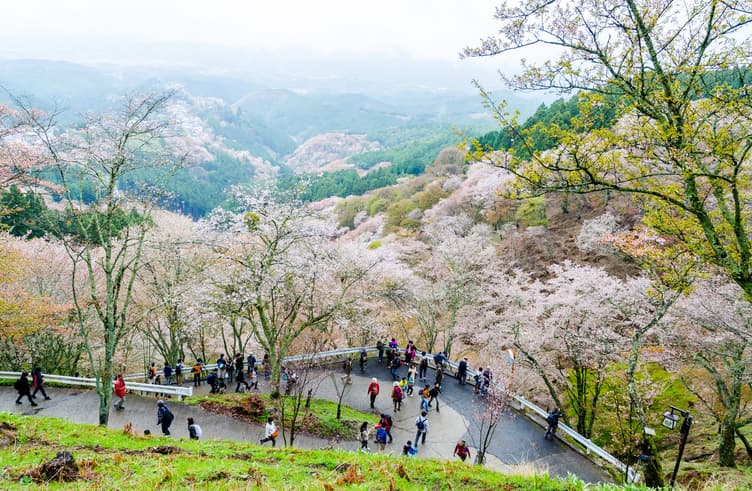 ภูเขาโยชิโนะ