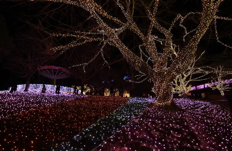 เทศกาล SAGAMIKO ILLUMINATION