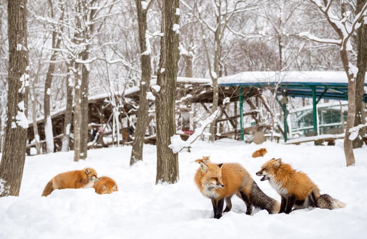 หมู่บ้านสุนัขจิ้งจอกซาโอะ