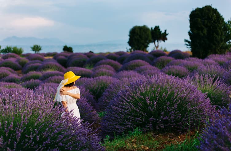 ทุ่งดอกลาเวนเดอร์