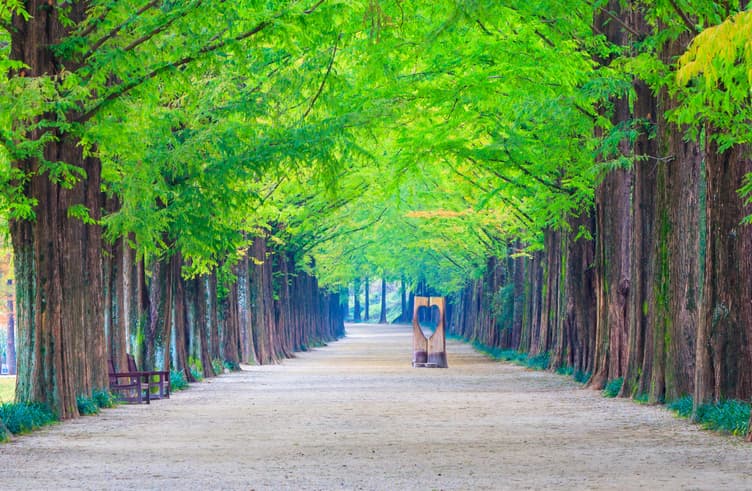 ถนนอุโมงค์แปะก๊วย