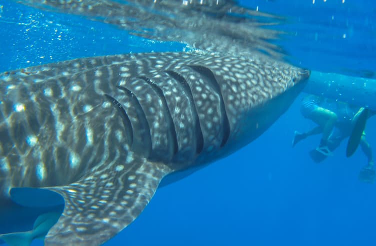 ว่ายน้ำดูปลาฉลามวาฬ