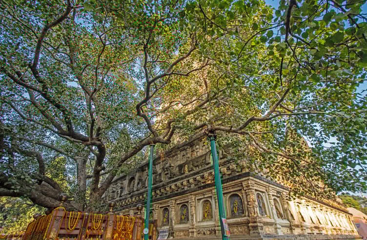 ต้นศรีมหาโพธิ์