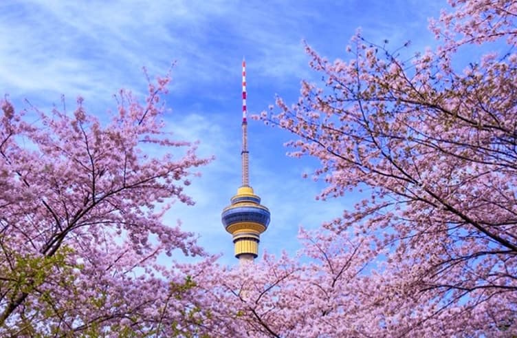 ซารกุระ ณ สวน Yuyuantan