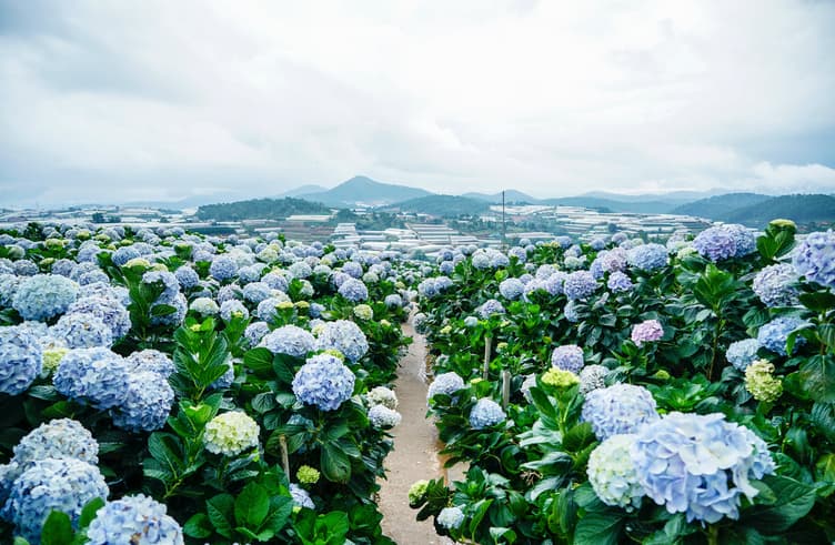 ทุ่งดอกไฮเดรนเยียร์