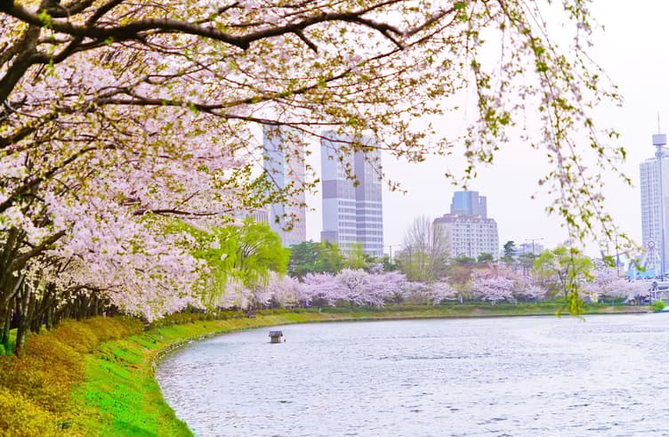 ซากุระทะเลสาบซอกชน