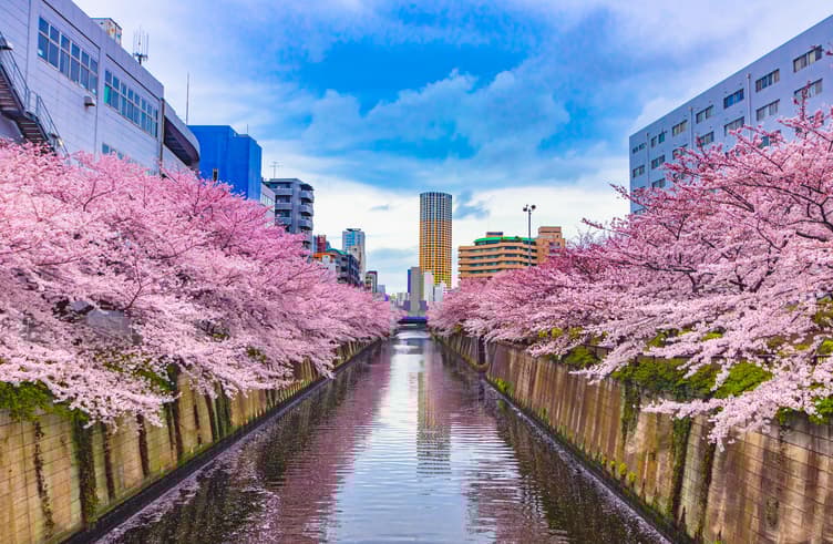 ชมซากุระแม่น้ำเมกุโระ