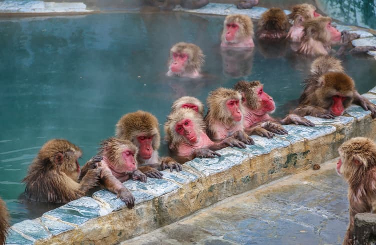 สวนพฤษศาสตร์ฮาโกดาเตะ