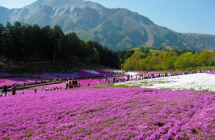 ชิบะซากุระสวนฮิทสึจิยามะ