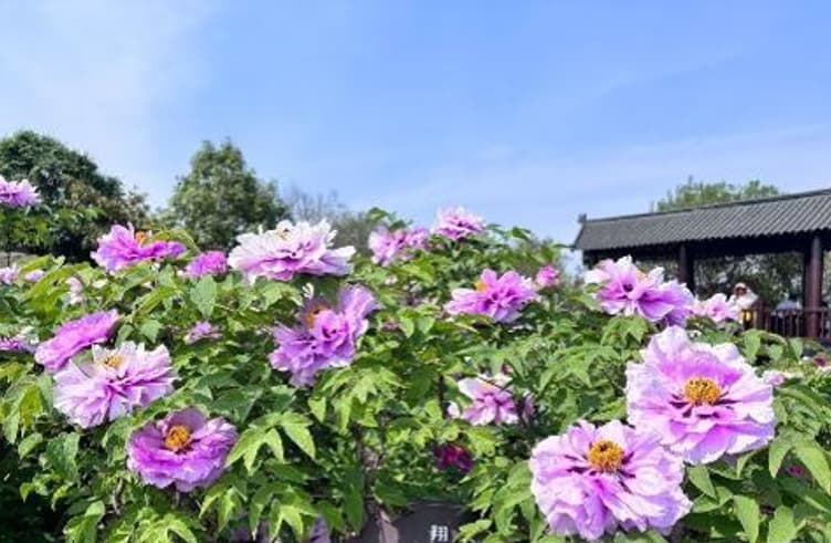 เทศกาลดอกโบตั๋นเมืองลั่วหยาง