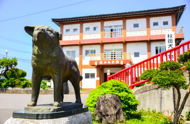 พิพิธภัณฑ์สุนัขพันธ์อะคิตะ