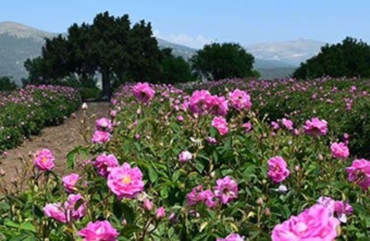 ทุ่งดอกกุหลาบตุรกี