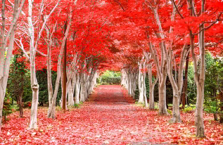 สวนสาธารณะฮิราโอกะ 