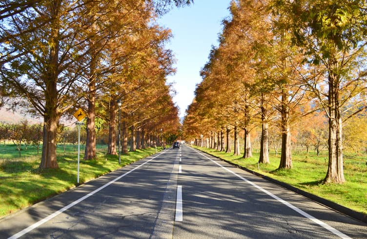 ถนนต้นสน Metasequoia Namiki 