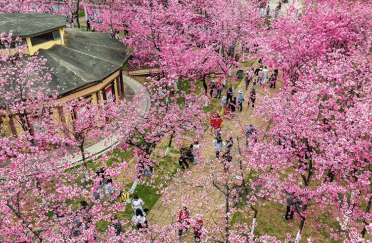 สวนซากุระเขาหยวนทง