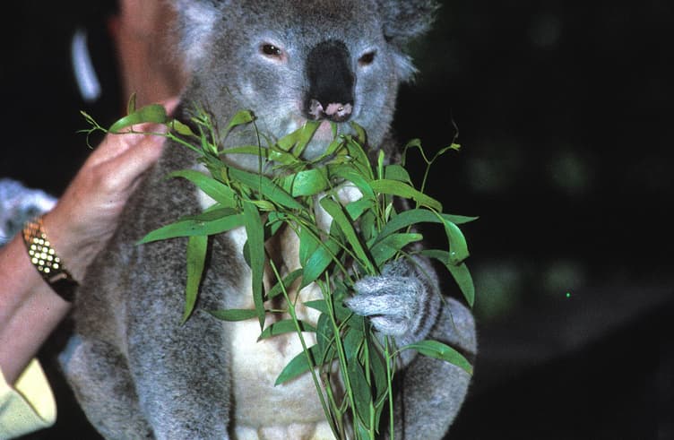 สวนสัตว์พื้นเมือง Koala Park Sanctuary