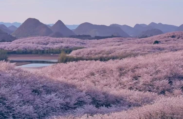 สวนซากุระผิงป้า