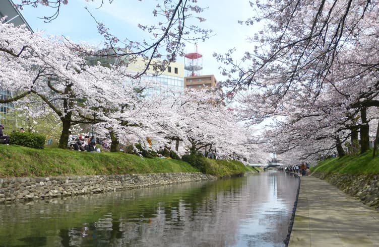 ชมดอกซากุระแม่น้ำมัตสึคาว่า