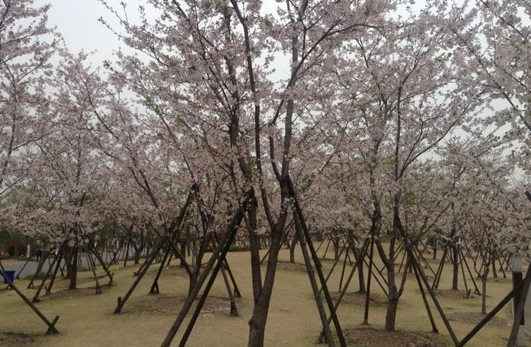 สวนกู้ชุน