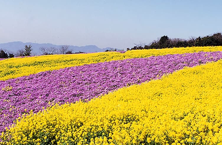 สวนดอกไม้อาวาจิฮานะซาจิกิ