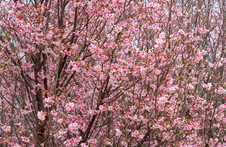 สวนดอกซากุระ