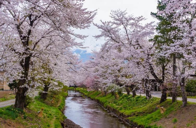 ซากุระริมแม่น้ำชิงาชิ