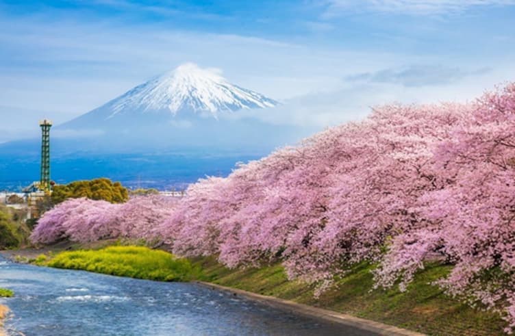 ซากุระริมแม่น้ำอุรุอิ