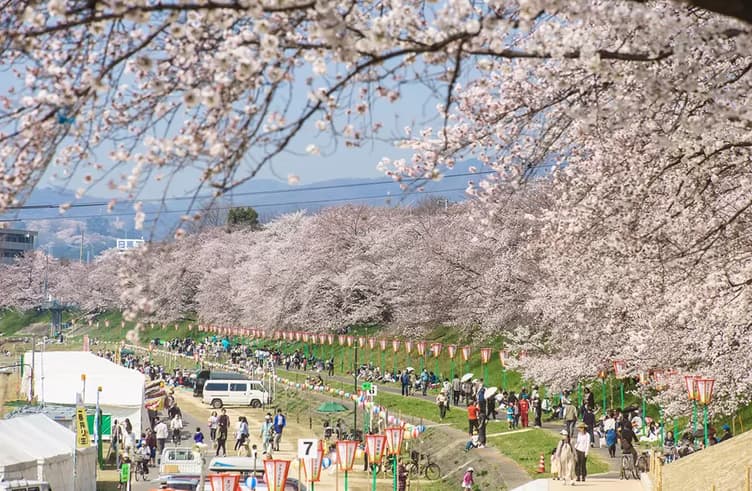 เทศกาลชมดอกซากุระโอคายามะ