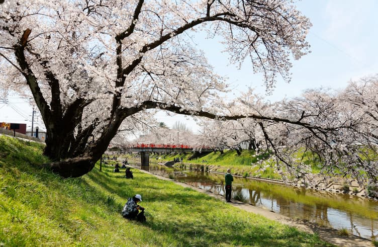 ซากุระเลียบแม่น้ำรินซัง
