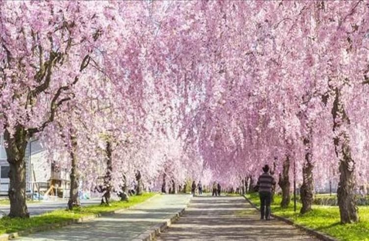 นิจจูเซ็น โนะ ชิดาเระซากุระ