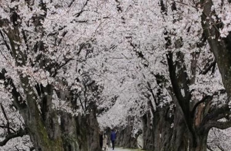 ซากุระเซวาริเท