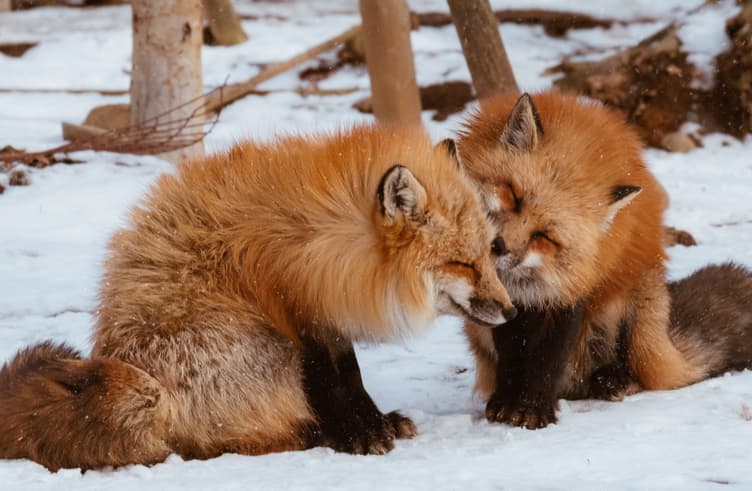 หมู่บ้านสุนัขจิ้งจอกซาโอะ