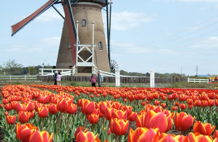 สวนซากุระฟุรุโนะซาโตะฮิโรบะ 