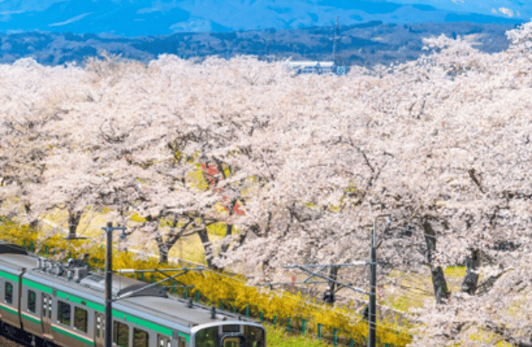 ฮิโตะเมะเซ็มบงซากุระ