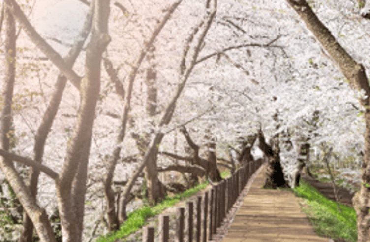 สวนคะโจ