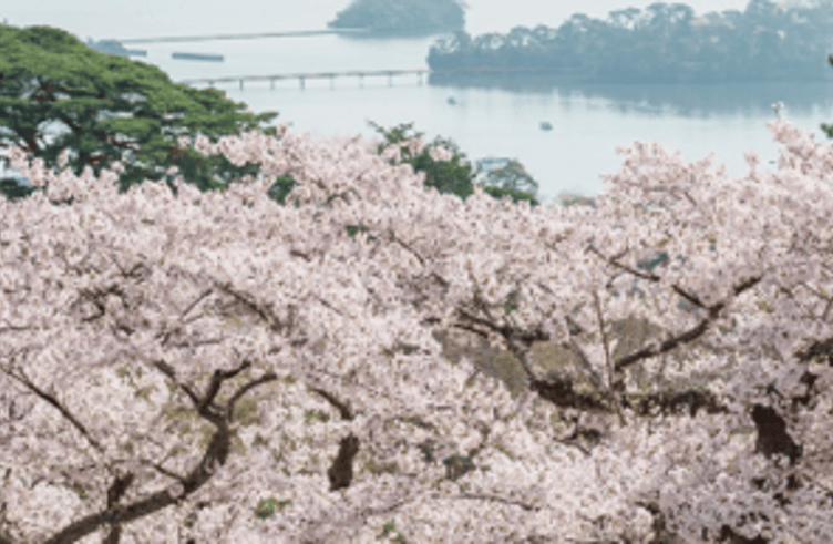 สวนไซเกียว โมโดชิโนะมัตสึ