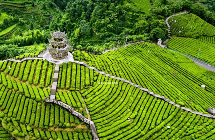 ภูเขาไร่ชาอู่เจียไถ