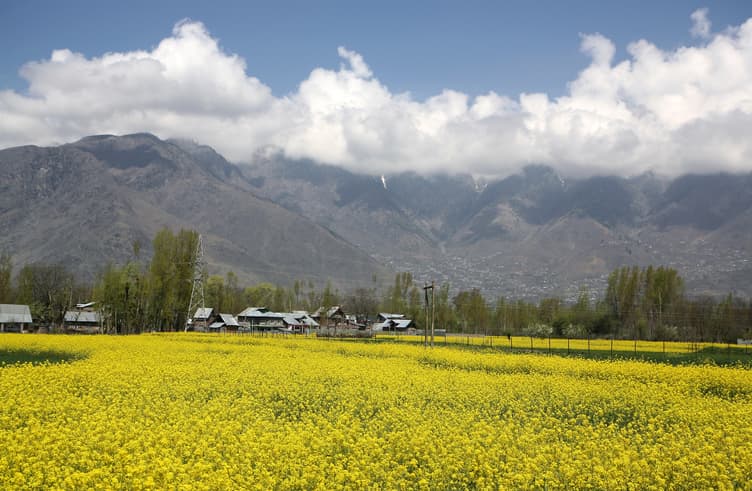 ทุ่งมัสตาร์ดพาฮาลแกรม