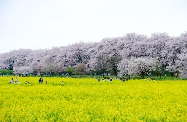 ซากุระกอนเก็นโดพาร์ค