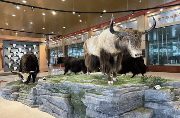 พิพิธภัณฑ์จามรีแชงกรีล่า