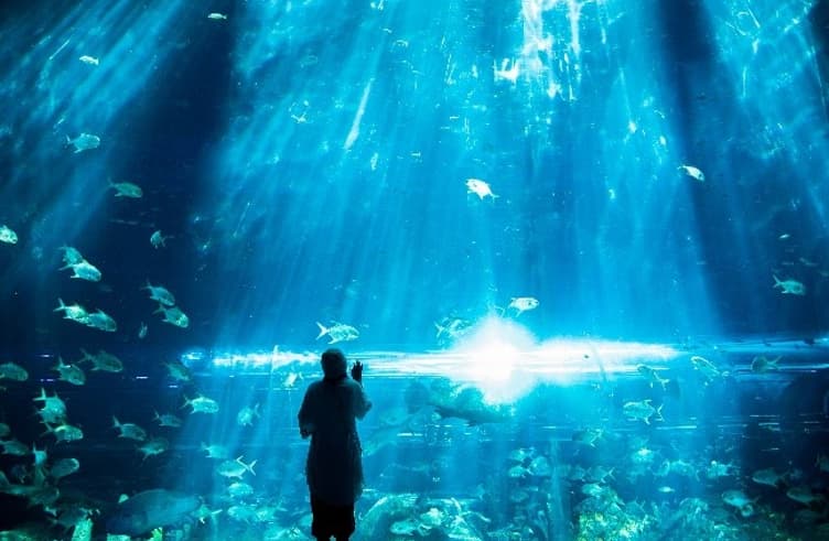 Vinpearl Sea Shell Aquarium