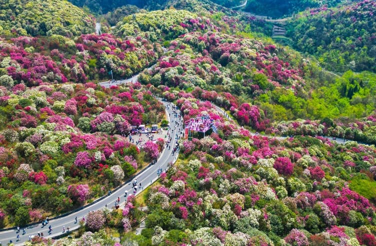 สวนกุหลาบพันปีเขตจินโป