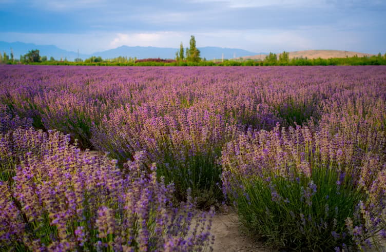 เมืองอี้หนิงหรือเมืองกุลจา