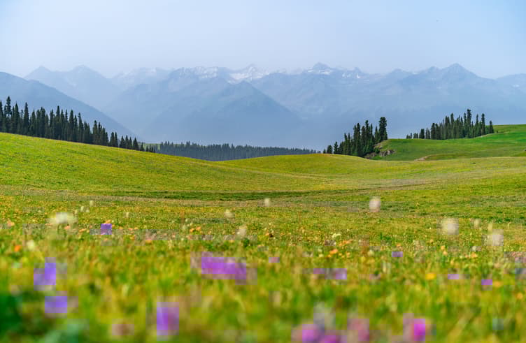 ทั่งหญ้าคาลาจุ้น