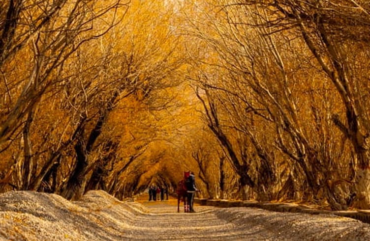 อุโมงค์ต้นหลิวหิมะ