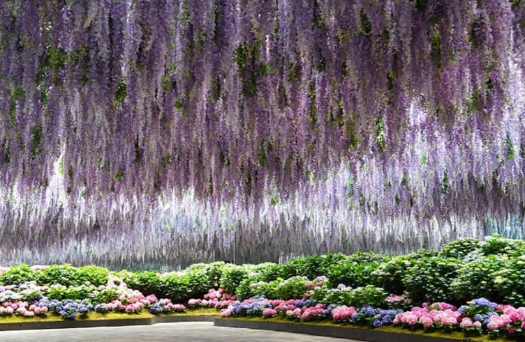 สวนนกเบโกเนีย