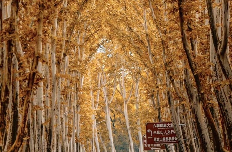 Wutong Avenue