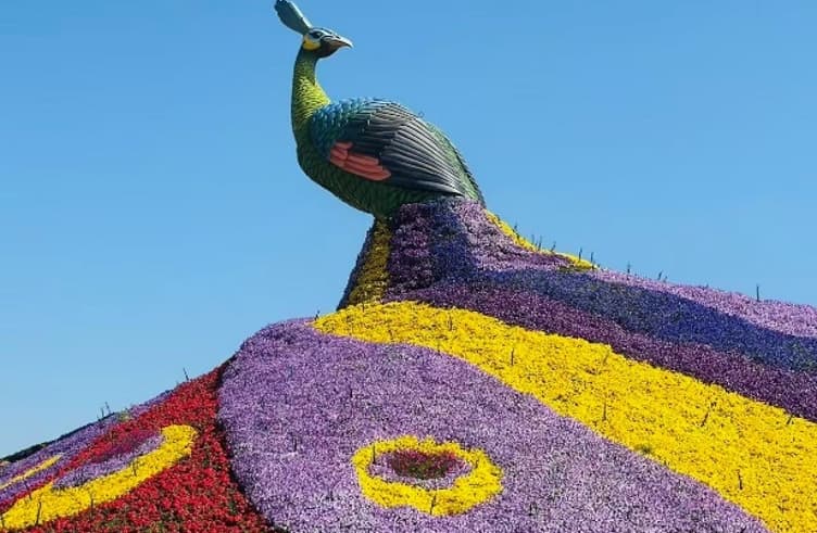 Qicai Flower Sea of Dounan
